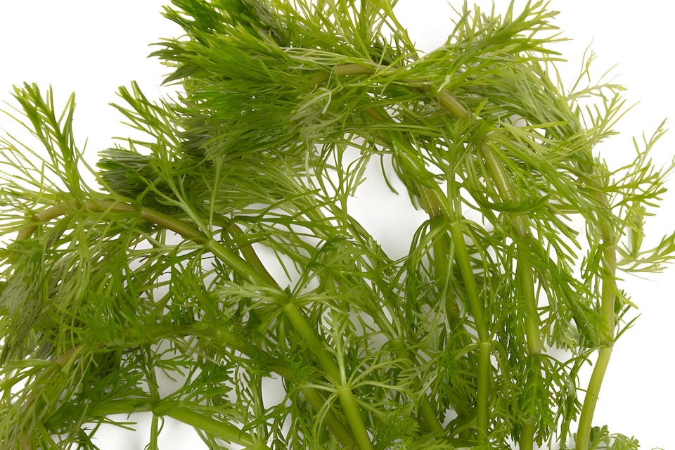 image 1 of Ambulia (Limnophila sessiliflora) - Live Aquarium Plant for Midground Planting, No CO2 Needed - Fish Tank Plant