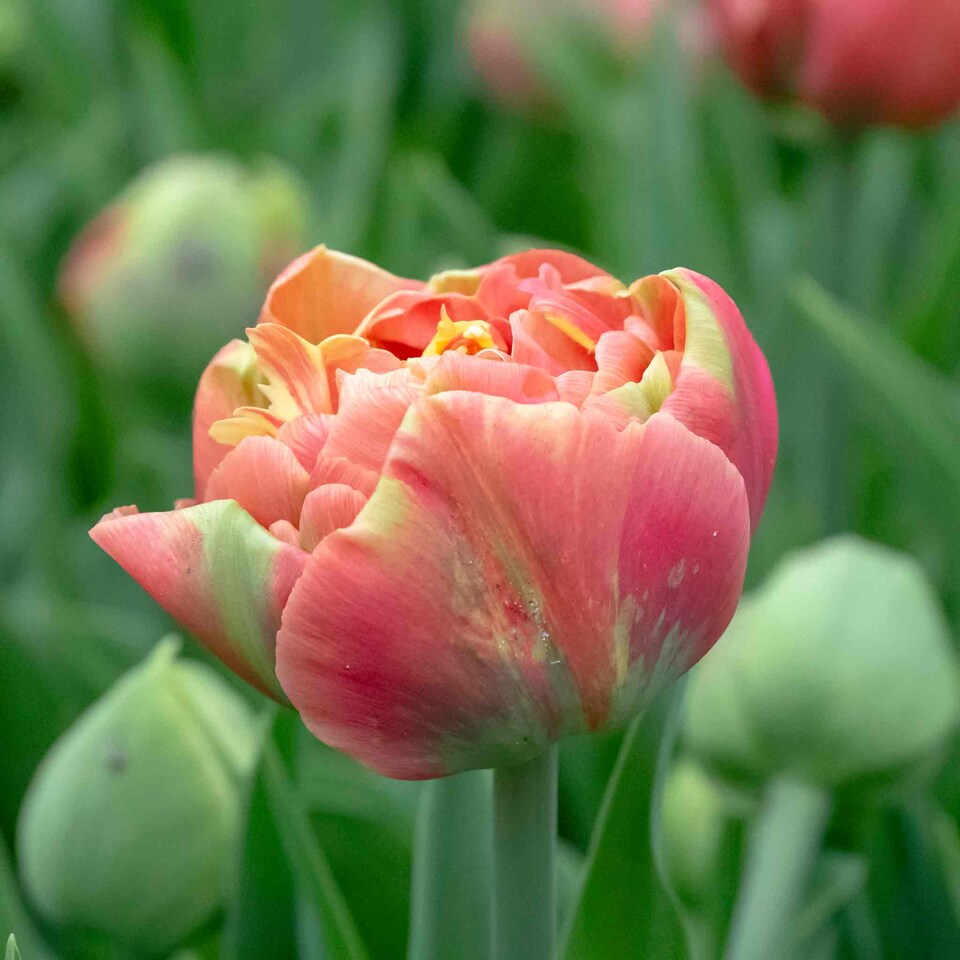 image 1 of Marshalls Garden Tulip Bulbs Copper Image (Double Copper-Pink) - 10 Bulbs