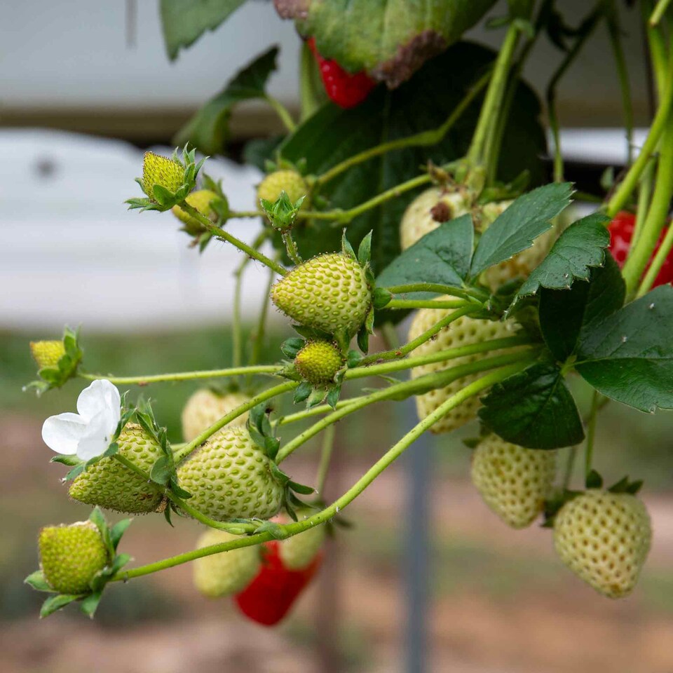 image 1 of Flamenco Everbearing Strawberry 60 bare root