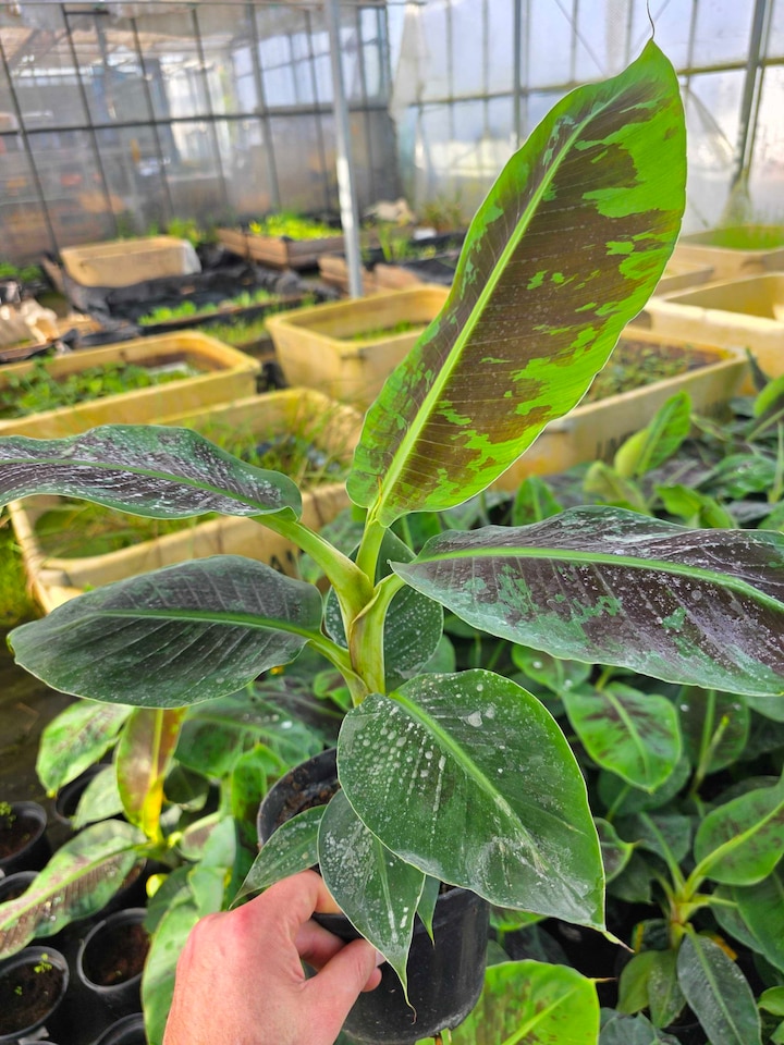 image 1 of Musa 'Tropicana' Banana Plant - Compact Tropical Ornamental