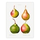 image 3 of Pierre J Redoute Framed Wall Art Pear Fruit Vintage Illustration Home Décor