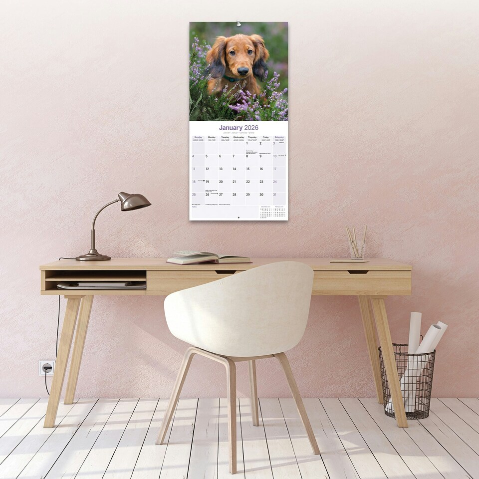 image 1 of Long Haired Dachshund 2026 Calendar | Square Wall Calendar | Dog Breed Gift | Plastic Free Packaging | by Avonside Publishing