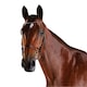 image 2 of Collegiate Comfitec Crystal Leather Bridle - Brown - Full