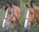 image 2 of Shires Blenheim Fully Adjustable Leather Headcollar Black | Size: Cob
Colour: Black