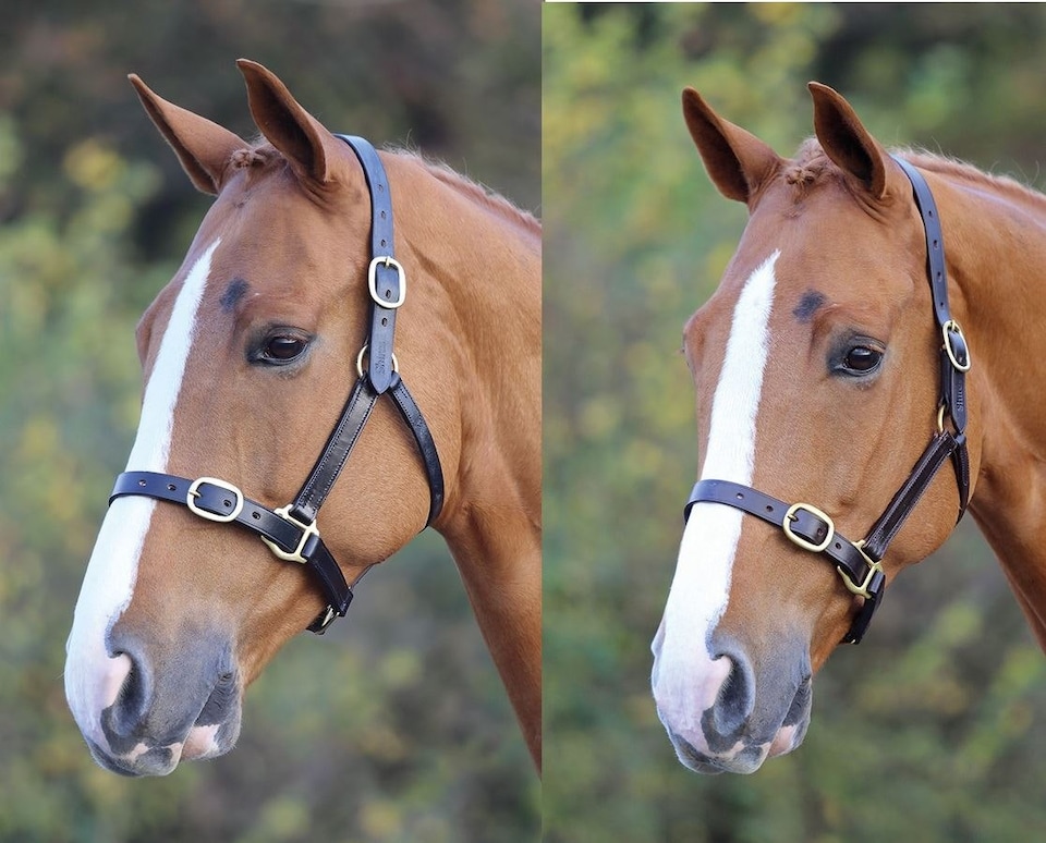 image 1 of Shires Blenheim Fully Adjustable Leather Headcollar Black | Size: Cob
Colour: Black