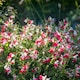image 3 of Marshalls Garden Salvia 'Hot Lips' Jumbo Plug Plants | Multi | Red and White | Jumbo Plug plants