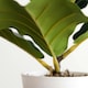 image 5 of Pack of 6 x 38cm Potted Fiddle Fig Plant
