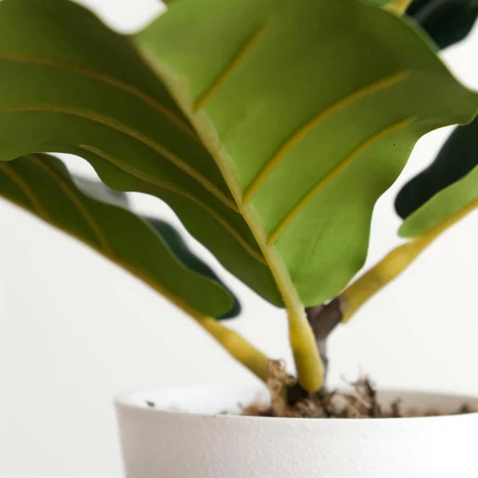 image 1 of Pack of 6 x 38cm Potted Fiddle Fig Plant