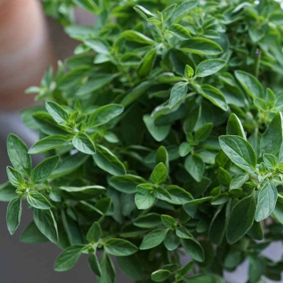 Oregano Herb Plant Origanum Vulgare 9cm Pot | Green | Green | 9cm Pot | 1