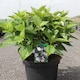image 2 of Hydrangea serrata Bluebird 3.6 Litre Potted Plant x 1