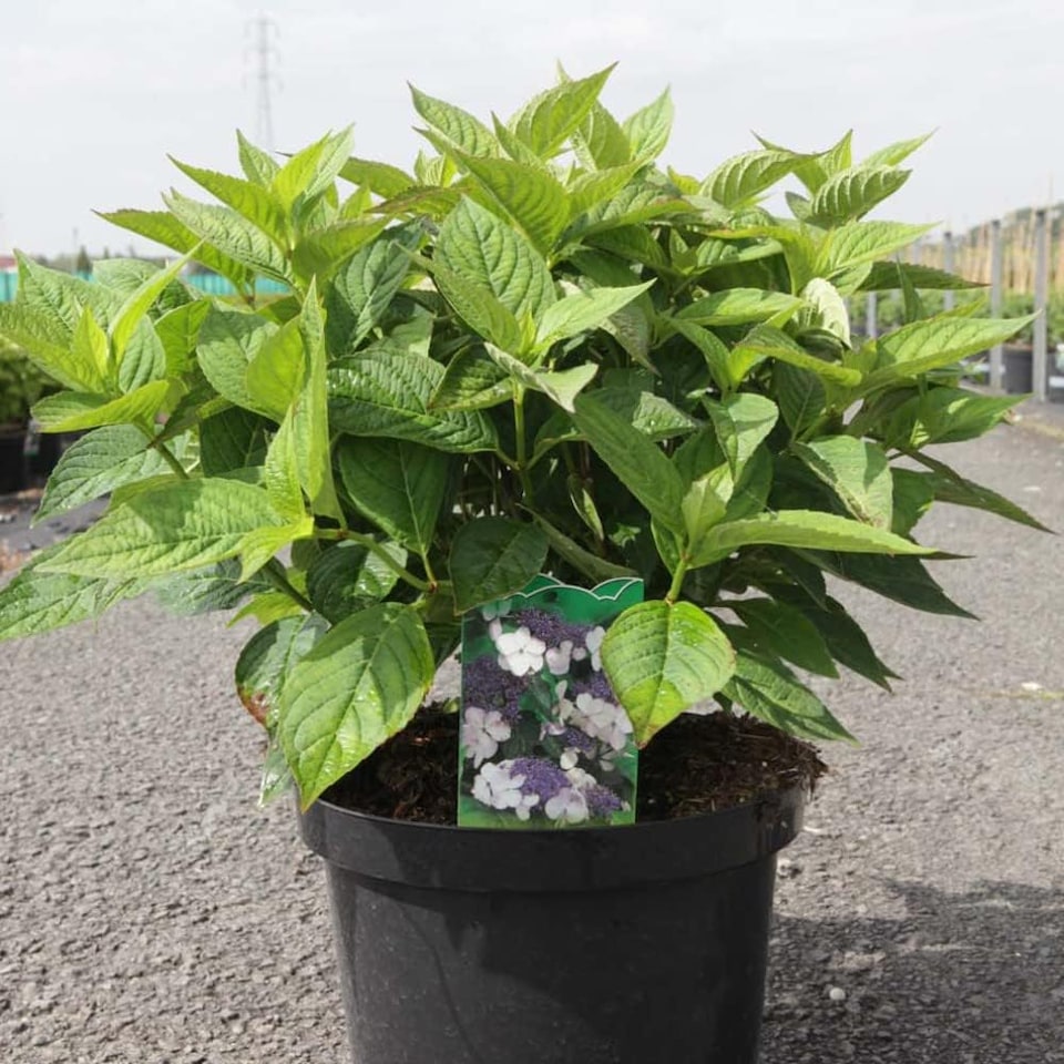 image 1 of Hydrangea serrata Bluebird 3.6 Litre Potted Plant x 1