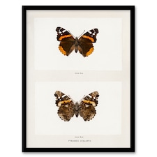 Denton Framed Wall Art Red Admiral Butterfly Vintage Illustration Home Décor