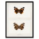 image 1 of Denton Framed Wall Art Red Admiral Butterfly Vintage Illustration Home Décor