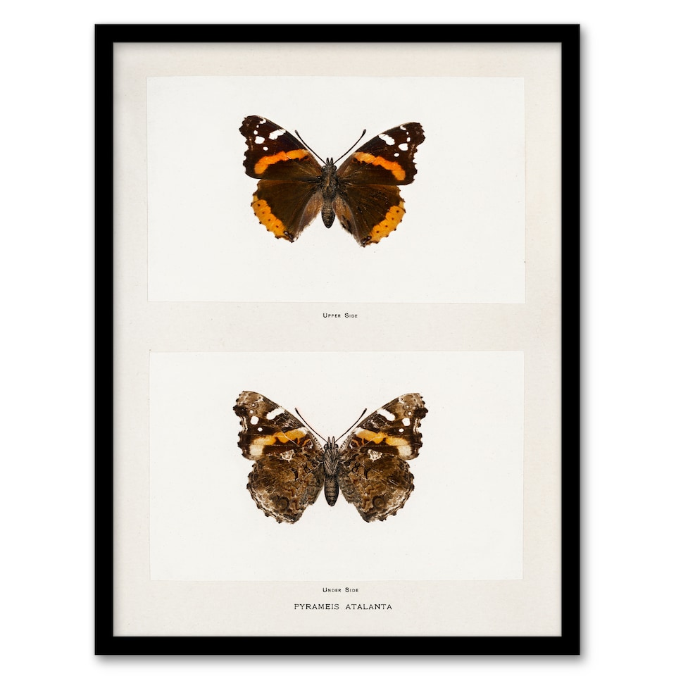 image 1 of Denton Framed Wall Art Red Admiral Butterfly Vintage Illustration Home Décor