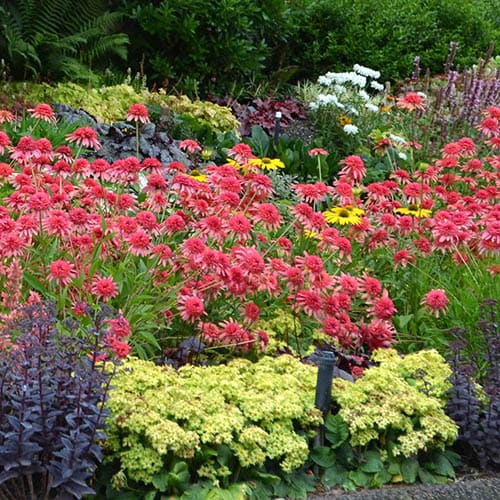 You Garden - Pack of 9 Mixed Winter Hardy Perennial Plants in 9cm Pots - Garden Ready Autumn Bedding Plants in 9cm Pots Garden Plants