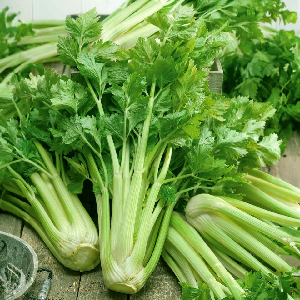 image 1 of Marshalls Garden Celery Seeds Loretta F1 200 seeds