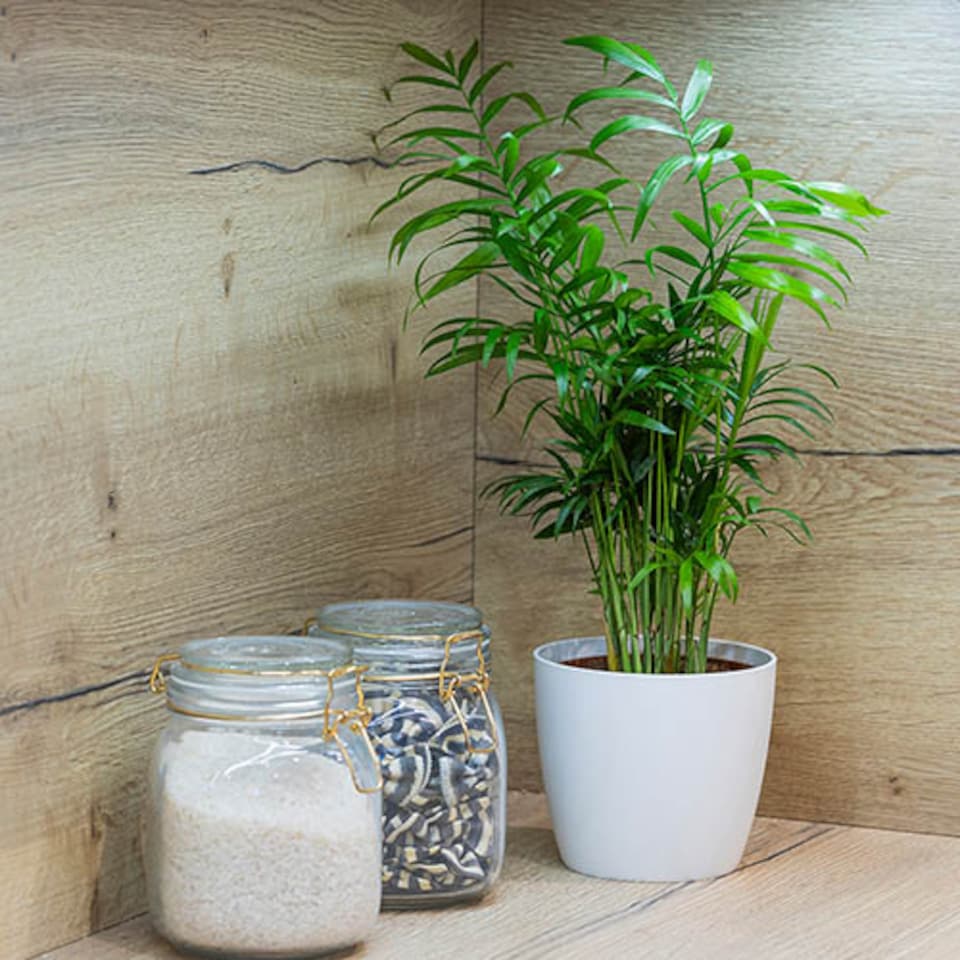 image 1 of Chamaedorea elegans 'Parlour Palm' in a 12cm pot - Indoor Plants for Homes - Potted House Plants for Air Purifying