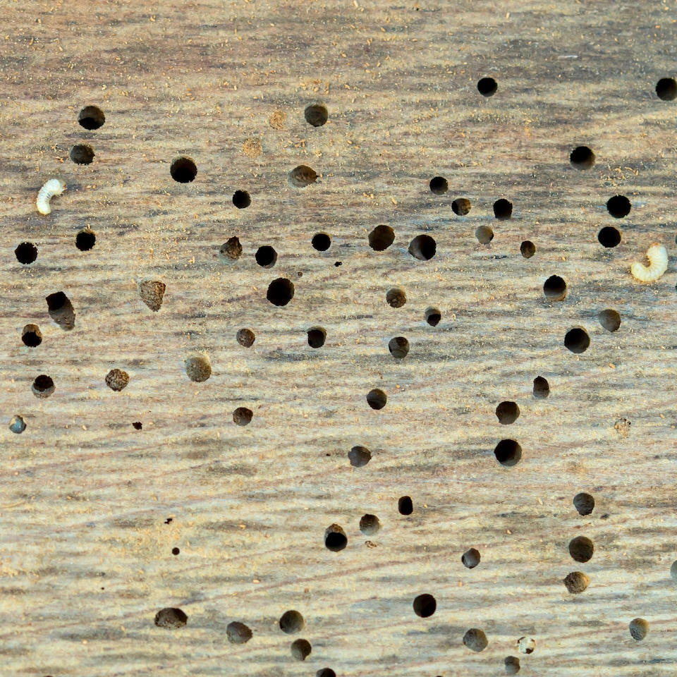 image 1 of Soluguard Woodworm Treatment - Ready For Use High Strength Woodworm Killer Spray (1 Litre, Clear)
