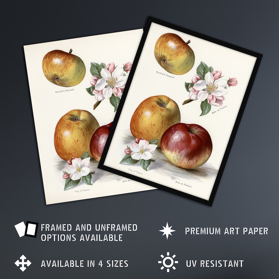 image 1 of King of Pippins Apple Vintage Illustration Wright Wall Art Poster Print 12X16"
