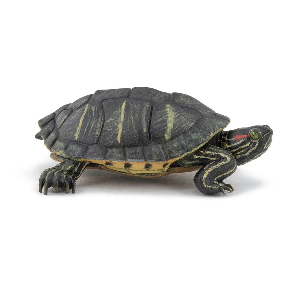 image 1 of PAPO Wild Animal Kingdom Florida Tortoise Toy Figure (50309)