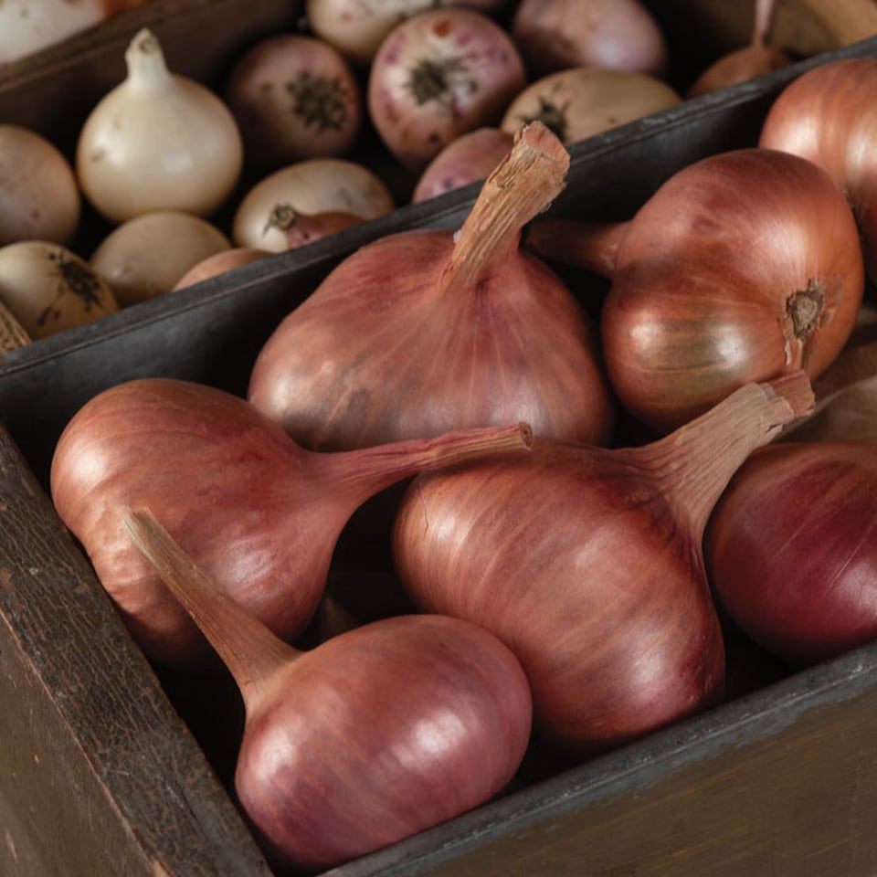 image 1 of Carbeth Plants Shallot Matador Vegetable Plant - 6 pack - Easy Grow Kitchen Garden