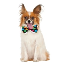 Bristol Novelty Polka Dot Halloween Bow Tie - Black/Green/Blue - L-XL