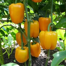 Carbeth Plants 6 x Bell Pepper Bright Star Vegetable Plant - 9cm Pot - Easy Grow Kitchen Garden