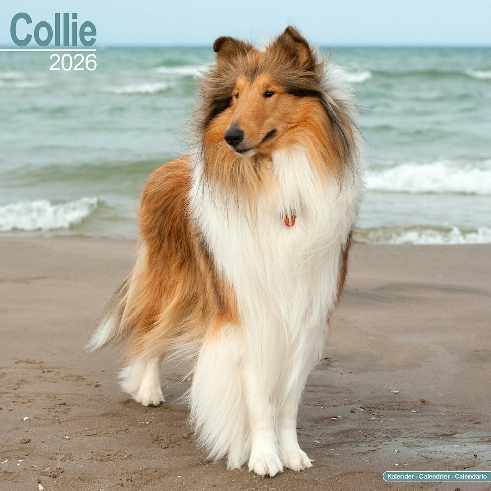 image 1 of Collie 2026 Calendar | Square Wall Calendar | Dog Breed Gift | Plastic Free Packaging | by Avonside Publishing