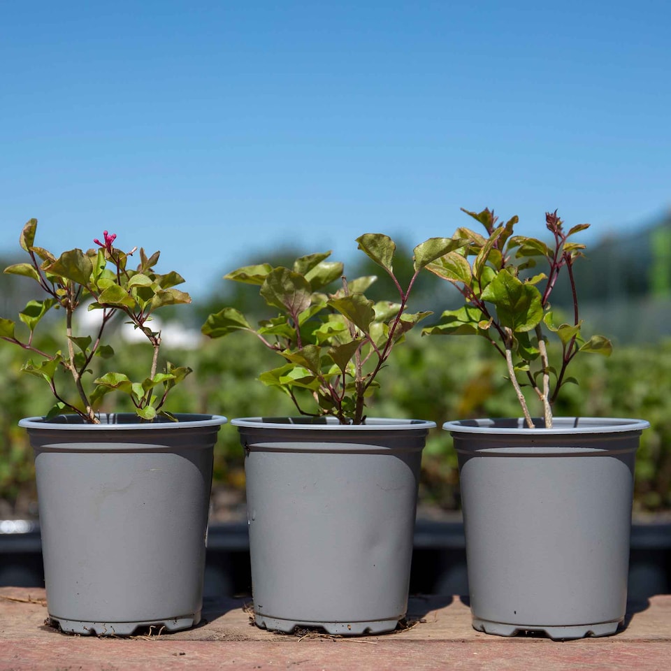 image 1 of Marshalls Garden Syringa 'Flowerfesta Pink' - Dwarf Lilac, 3 x 9cm Pots
