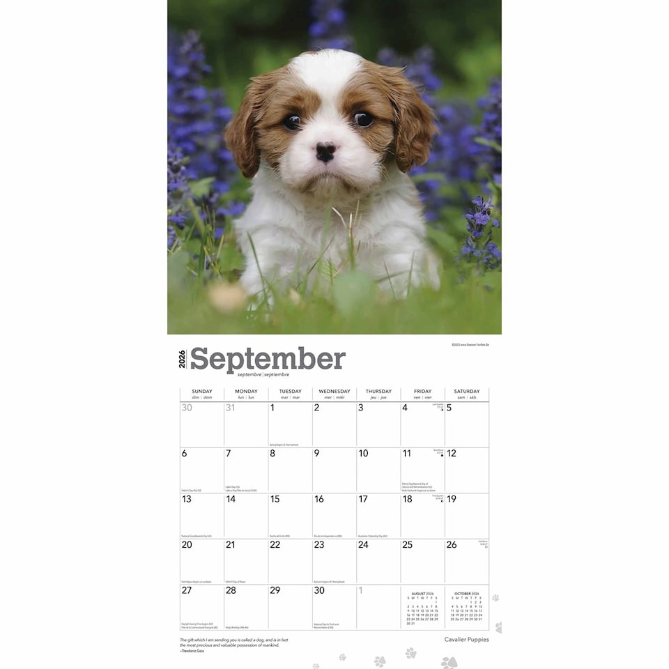 image 1 of Cavalier King Charles Spaniel Puppies 2026 Square Flap Calendar