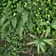 image 2 of True Products Premium Artificial Living Wall Green Plant Panel 1m x 50cm Wonderland