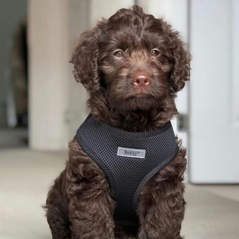 image 1 of Soft Dog & Puppy Harness with Clip, Adjustable Multi | L