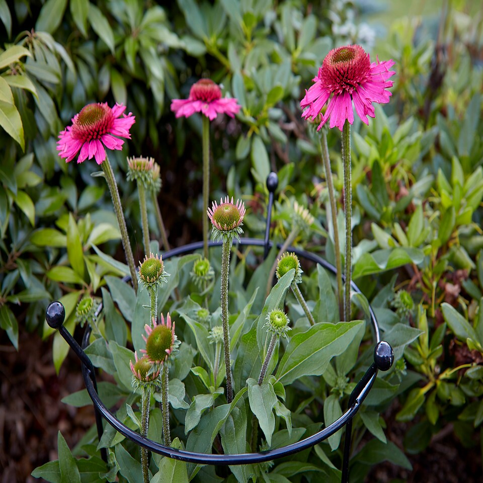 image 1 of 2 Pack of Tom Chambers Cottage Heavy Duty Black Metal Steel Herbaceous Garden Plant Support Ring 60cm x 35cm