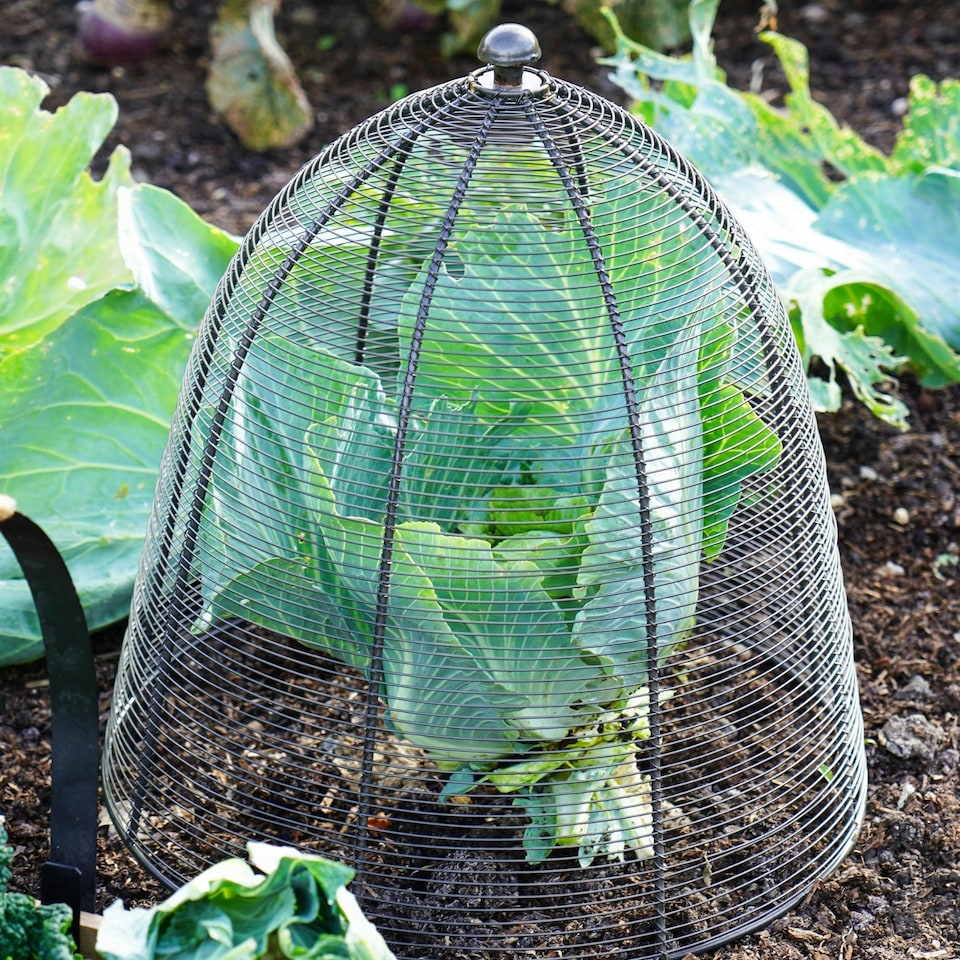 image 1 of Outdoor Wired Plant Protector