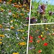 image 2 of Pegdev 500g Pro Flora Wild Flower Seed Mix for Biodiversity and Conservation
