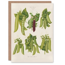 Ernst Benary Art Card Pea Plant Varieties Vintage Botanical