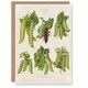 image 1 of Ernst Benary Art Card Pea Plant Varieties Vintage Botanical