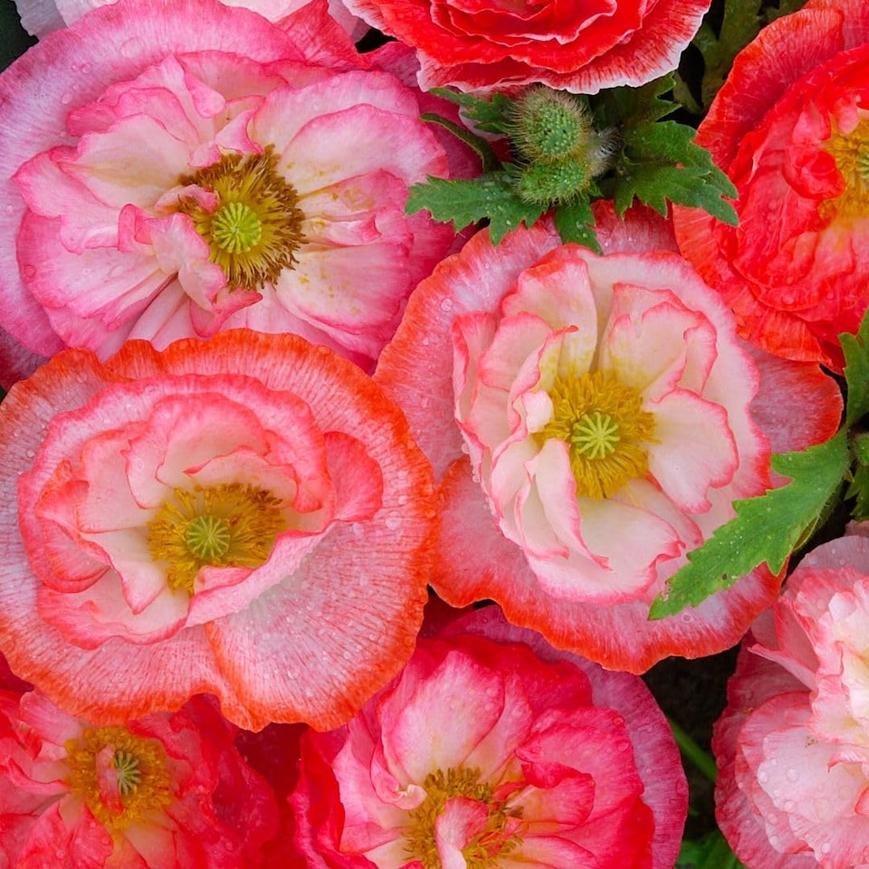 image 1 of Poppy Falling in Love Seeds - Hardy Annual Romantic Rose Salmon Coral Red Picotees. Easy Sow. 1000 Seeds.