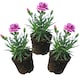 image 2 of Set of 3 or 6 Large Plants Pink Purple Carnation Ready to Plant in Your Garden 10.5 cm