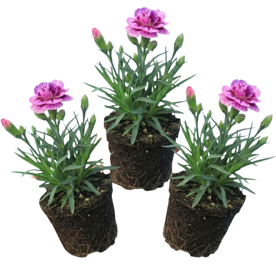 image 1 of Set of 3 or 6 Large Plants Pink Purple Carnation Ready to Plant in Your Garden 10.5 cm