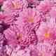image 2 of Cosmos Double Click Rose Bon Bon | Multi | Green, Pink, Red | Flower Seeds