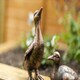 image 9 of Marco Paul Set of 4 Resin Duck Family Ornaments