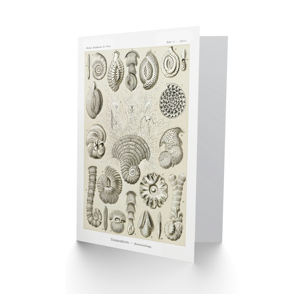 image 1 of Ernst Haeckel Art Card Talamophora Vintage Marine Life Illustration