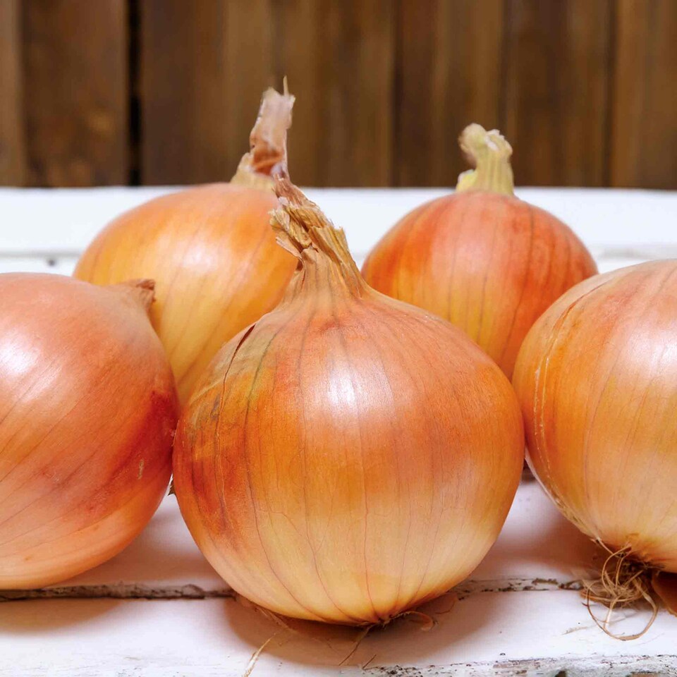 image 1 of Pre-Rooted Onions Autumn Red and White Mix - 12 Sets