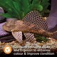 image 9 of King British Plecostomus Tablets - 50g x 6