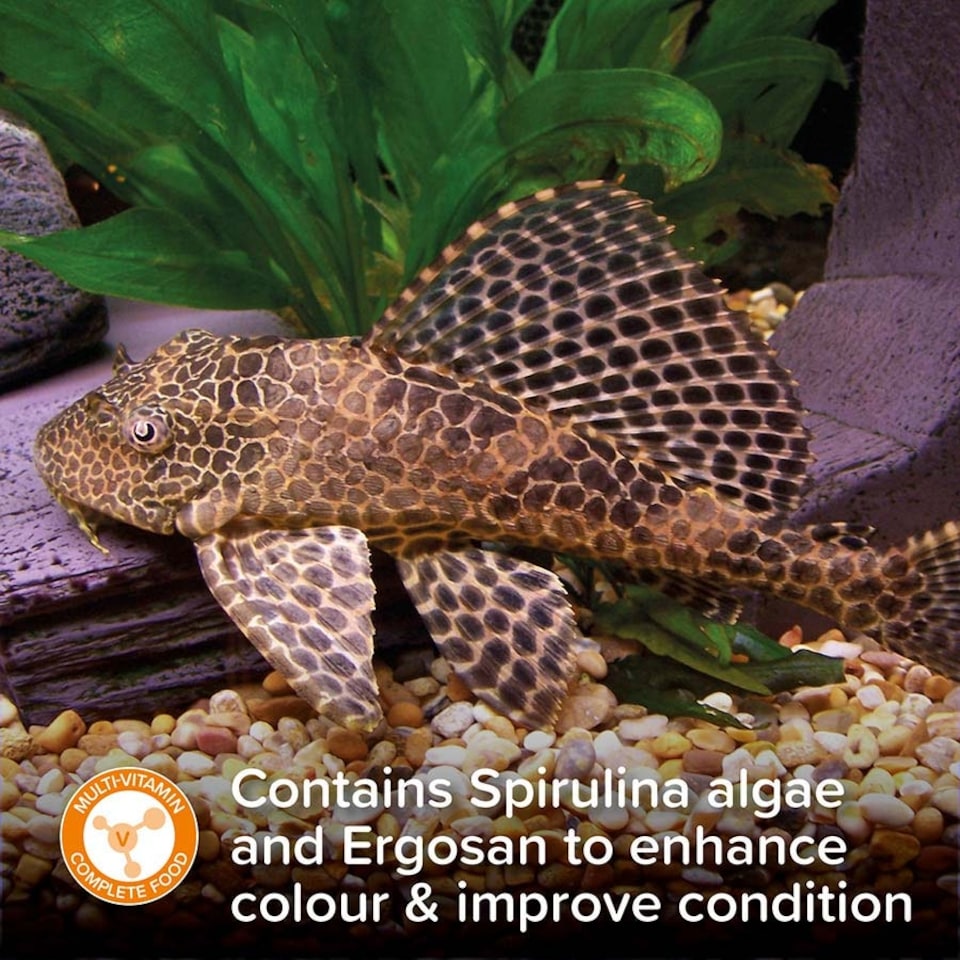 image 1 of King British Plecostomus Tablets - 50g x 6