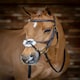 image 7 of LeMieux Grackle Bridle Black | Cob