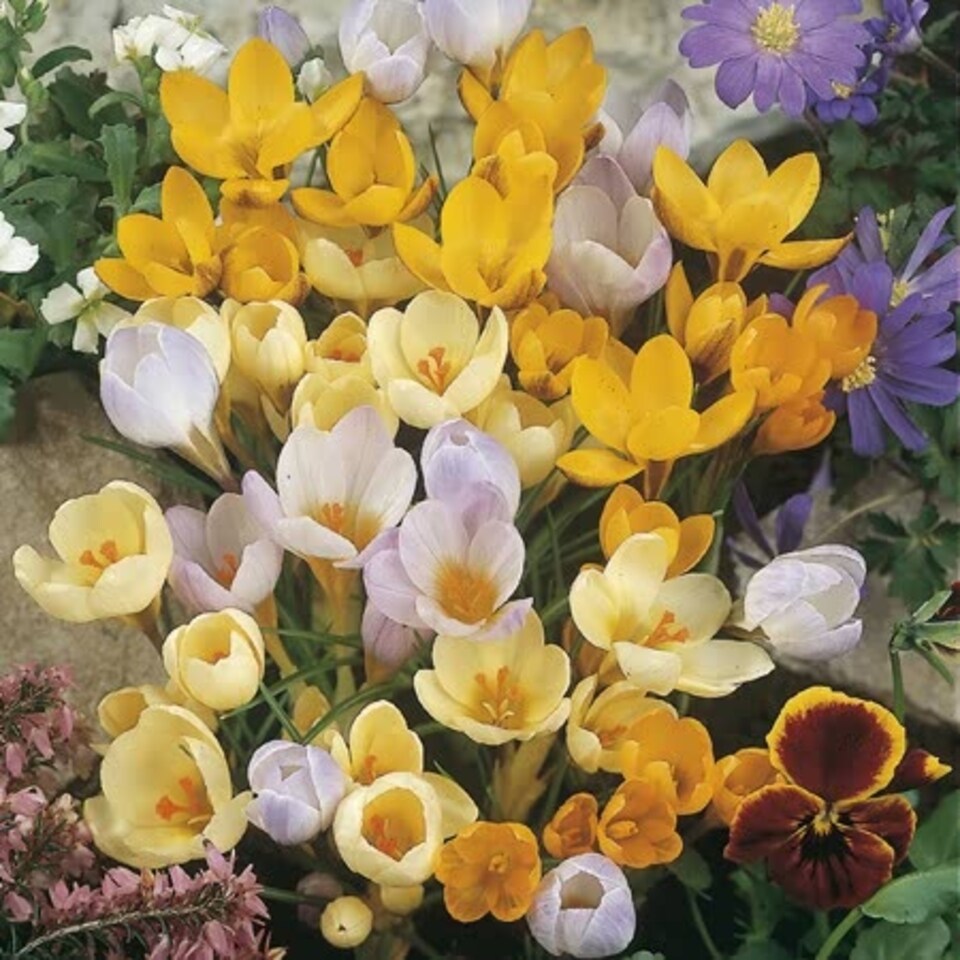 image 1 of Marshalls Garden Crocus Corms 'Mixed Species'