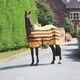 image 1 of Shires Wessex Newmarket Fleece Rug Multi | Colour: Newmarket
Size: 5ft 6