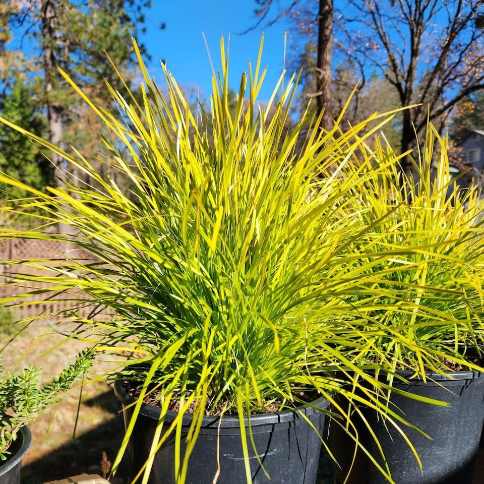 image 1 of Lomandra Miners Gold Golden Foliage Drought-Resistant Low-Maintenance 1x or 3X 9cm Pots Thompson & Morgan